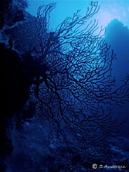 This photo was taken at Columbia Pinnacles while diving o... by Steven Anderson 